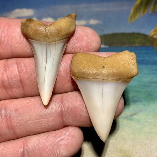1.  76” And 1.  53” Bakersfield Mako Shark Tooth Combo - Not Megalodon