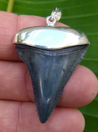 Great White Shark Tooth Necklace - 1 & 5/8 In.  - Sterling Silver