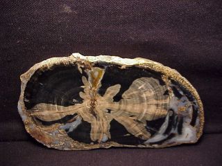 Rw " Petrified Wood Round " Blue Forest Another Beauty