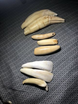 Fossilized Walrus Teeth - And Other Unknown Teeth 8 All Together