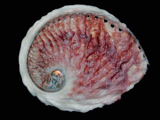 Seashell Haliotis Midae Red Magnificent Sea Beauty 155.  4 Mm