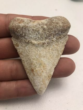 Huge Worn Baja Fossil Great White Shark Tooth 3