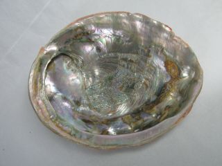Large Natural Paua Abalone Shell - Weighs Over 1 Pound,  Pink Peach Back Color