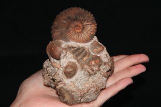 Ammonite Tetrahoplites Gastropod Bivalve Fossil Kazakhstan