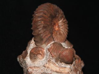 Ammonite Tetrahoplites gastropod bivalve Fossil Kazakhstan 2