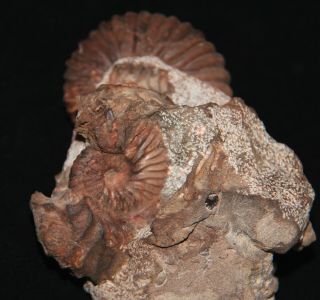 Ammonite Tetrahoplites gastropod bivalve Fossil Kazakhstan 3