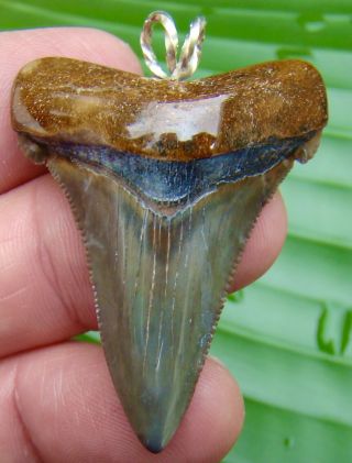 Angustidens Shark Tooth Necklace - 1.  97 In.  Not Fake - Real Fossil