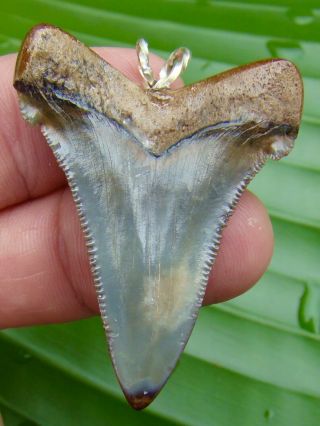 ANGUSTIDENS SHARK TOOTH NECKLACE - 1.  97 in.  NOT FAKE - REAL FOSSIL 2
