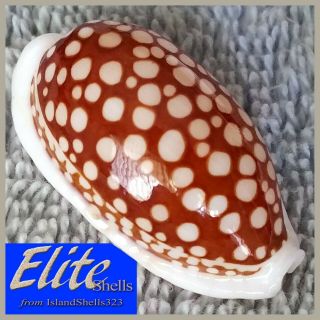 Big Ultra - Gem Cypraea Cribraria 14 36.  6mm Gorgeous Beauty From The Philippines