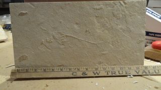 Unprepared 7 " Diplomystus Fossil From The Green River Formation