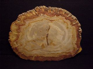 Rw Large & Gorgeous " Petrified Wood Round " Indonesia Polished Both Sides