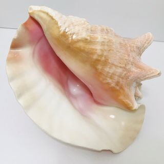 Queen Conch Shell Seashell Horned 9” No Harvest Hole