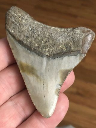 16 Huge 3 " Megalodon Giant Shark Tooth Teeth Extinct Fossil Megladon