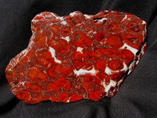 Extinctions - Striking Red Collenia Stromatolite Fossil - 2.  1 Billion Years Old