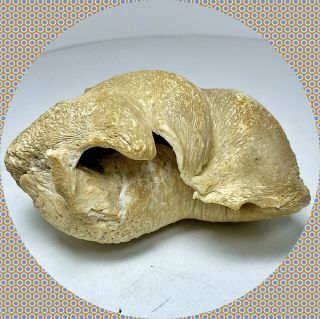 Well Preserved Fossil Whale Eardrum In 1910 A.  J.  Wilkus Brought This From Alaska