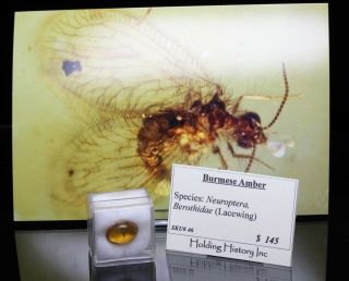 Burmese Amber,  Insect Inclusion,  Neuroptera,  Berothidae (lacewing),  Hd Photo