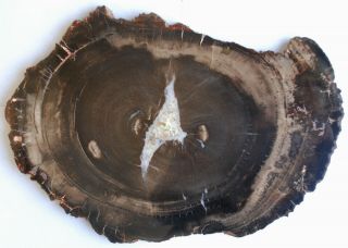 Very Large,  Polished Utah Petrified Wood Round With Calcite Center