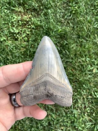 Colorful Serrated 3.  30” Megalodon Tooth 100 Natural No Restoration