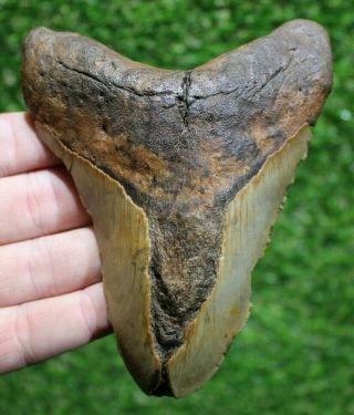 Megalodon Shark Tooth 5.  16 " Extinct Fossil Authentic Not Restored (cg17 - 207)
