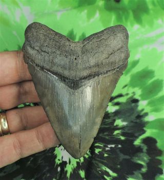 Megalodon Sharks Tooth 3 9/16  Inch No Restorations Fossil Sharks Teeth Tooth