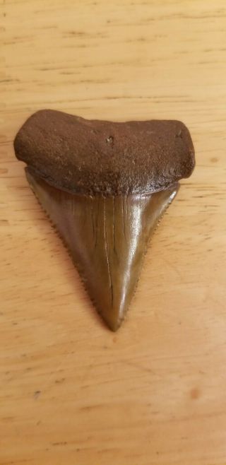 2 1/16 Fossil Great White Shark Tooth