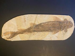 Brazilian Fossilized Fish