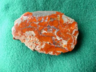 Yellow Cat Petrified Wood - Polished - Bright Red 3 1/2 Inch 2