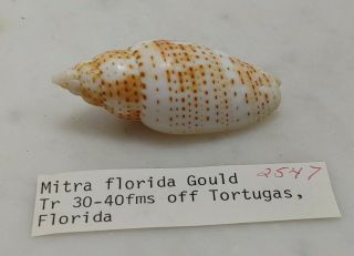 Mitra Florida Gould,  50.  97mm,  7.  6 Grams - Florida Usa