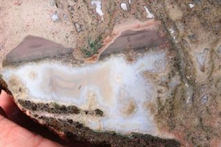 Estate Fossil Limb Cast,  Gem bone Or ?? 1 lb 15 oz rough 2