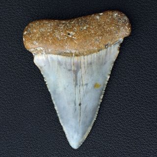 Big & 2.  2 Inch Great White Sharks Tooth Fossil,  Not 3 Inch