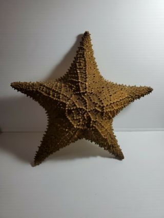 Extra Large Star Fish Sea Shell Beach 12” Very Big Cushioned Starfish