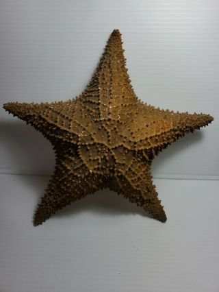 Extra Large Star Fish Sea Shell Beach 12” Very Big Cushioned StarFish 2