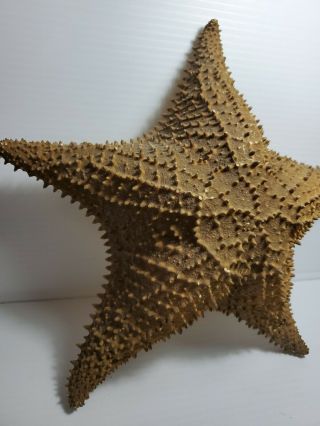 Extra Large Star Fish Sea Shell Beach 12” Very Big Cushioned StarFish 3