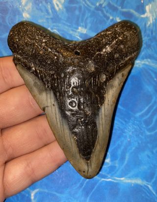 Huge 3.  84” Megalodon Shark Tooth Teeth Extinct Fossil Meg Scuba Diver Direct 819