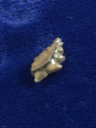 Rare SYMPHYSEAL Notorynchus Primigenius Fossil Sevengill Cow Shark Tooth Belgium 2