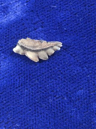 Rare SYMPHYSEAL Notorynchus Primigenius Fossil Sevengill Cow Shark Tooth Belgium 3