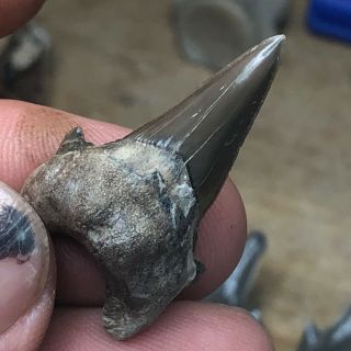 Fossil Cretodus Crassidens Shark Tooth Cretaceous Waco Texas.  Wolf Fam.  Coll.