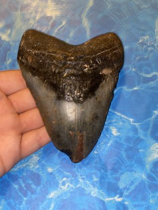 Huge 5.  05” Megalodon Shark Tooth Teeth Extinct Fossil Meg Scuba Diver Direct 786