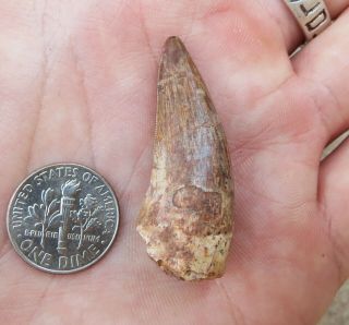 Triassic Phytosaur Large Serrated Fossil Tooth - Redonda Formation Mexico