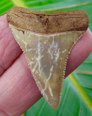 Great White Shark Tooth - 1 & 3/4 In.  Chilean - Not Fake - Real Fossil