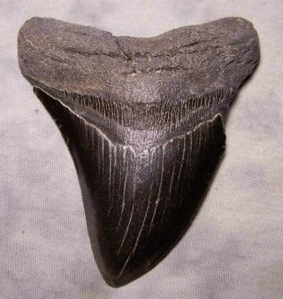 Megalodon Shark Tooth Sharp 4 1/4 " Real Fossil Sharks Teeth - Huge No Repair