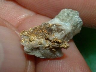Serpentine Gold Quartz Specimen 1.  43 Gram Natural Gold And Quartz From B.  C.