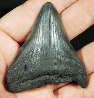 A And 100 Natural Carcharocles Megalodon Shark Tooth Fossil 48.  9gr