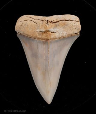 C.  Hastalis Ancestral Fossil Great White Shark Tooth Chile 0041