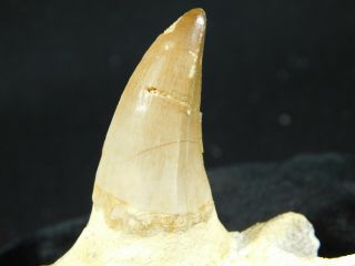 A Natural 100 Million Year Old Mosasaur Jaw Fossil With One Tooth 108gr