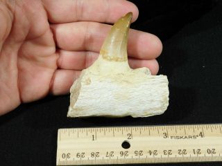 A Natural 100 Million YEAR Old Mosasaur JAW Fossil With ONE Tooth 108gr 2