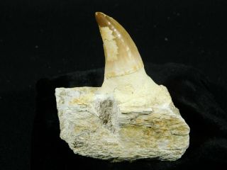 A Natural 100 Million YEAR Old Mosasaur JAW Fossil With ONE Tooth 108gr 3