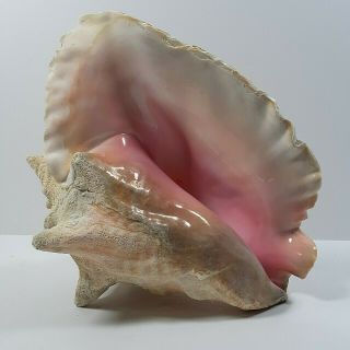Very Large Queen Conch Shell Horn Sea Shell Pink