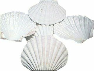 Set Of 24 Large White Baking Scallop 3.  5 " - 4 " Restaurant Quality Real Seashell.