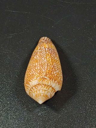 Conus textile tigrinus Sowerby 417,  38.  67 mm,  4.  5 grams - Fiji 2